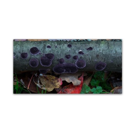 Kurt Shaffer 'Purple Fungi' Canvas Art,10x19